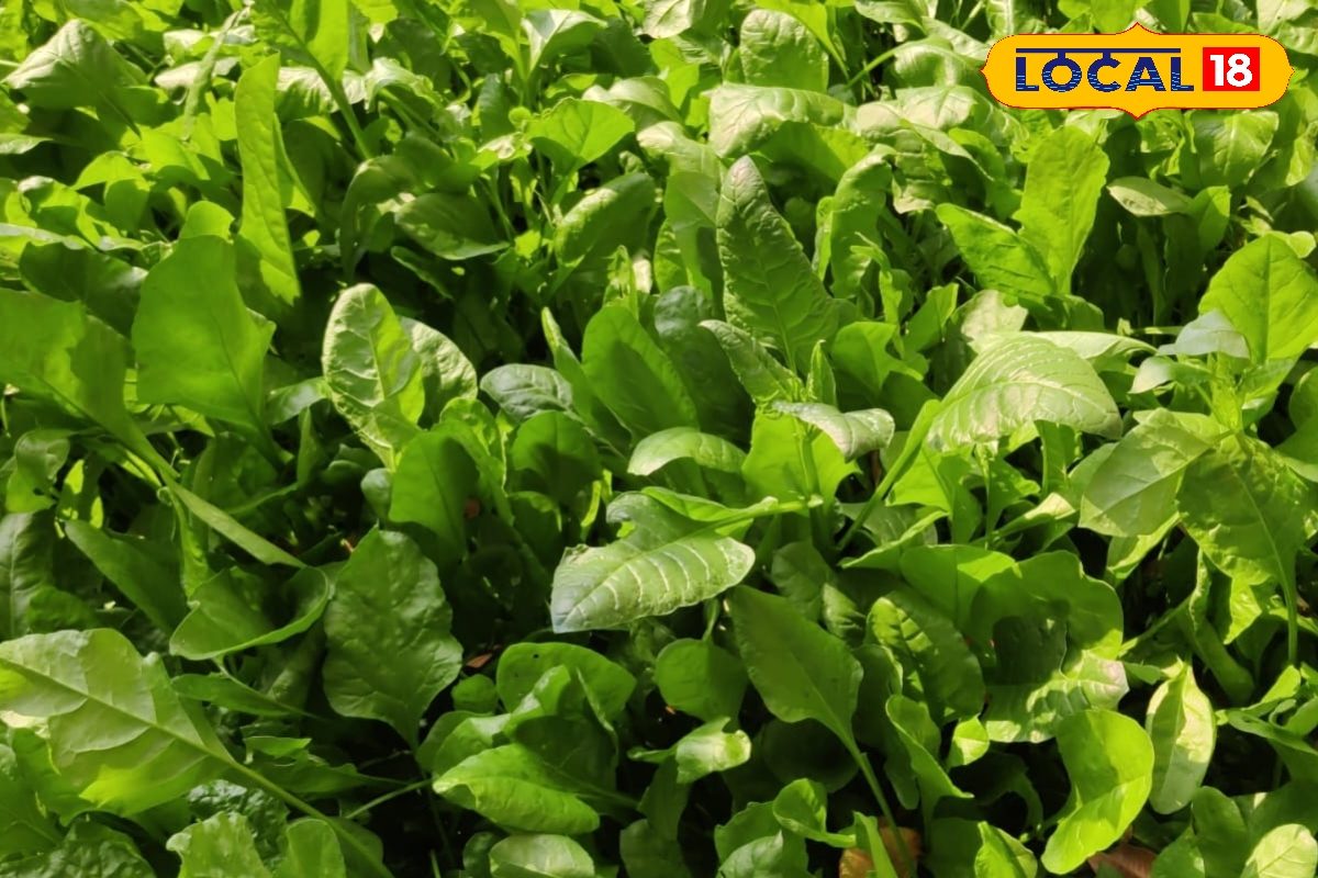 घर की क्यारी में उगाएं ताजा साग, बिना किसी केमिकल के, कृषि विशेषज्ञ से जानें आसान और सेहतमंद तरीके