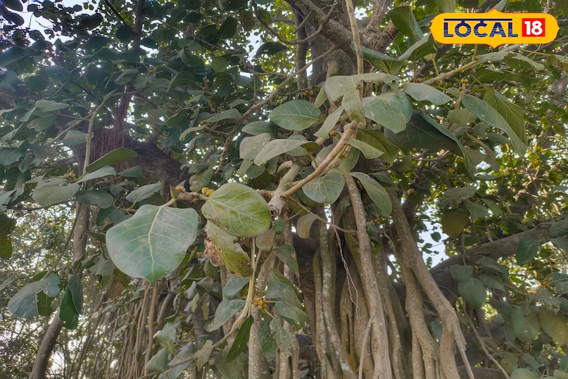 স্বাস্থ্য