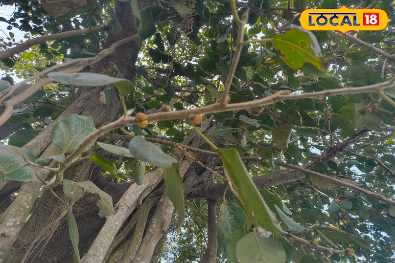 আয়ুর্বেদিক স্পট