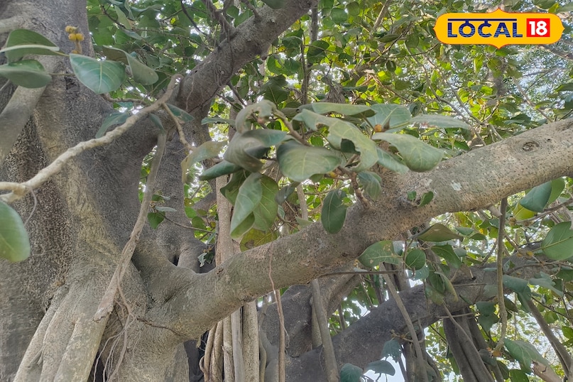 স্বাস্থ্যের জন্য উপকারী