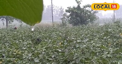 इन फसलों के लिए खाद और कई फसलों के लिए बेहद नुकसानदायक होती है बारिश