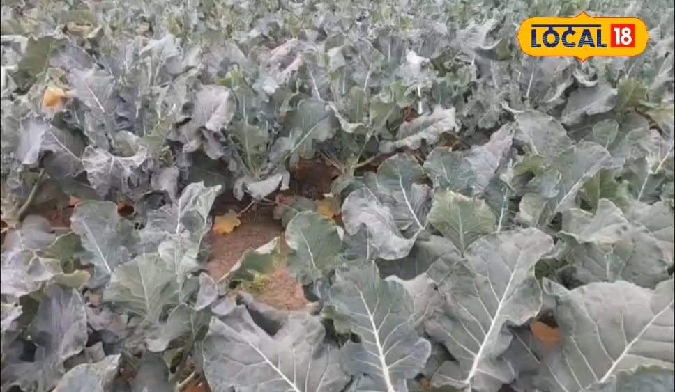 5 हजार के नौकर से बना 12 लाख का मालिक! गांव लौट खेत को बनाया नोट छापने वाली मशीन, लगा दी नोटों की झड़ी