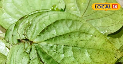 पान का पत्ता