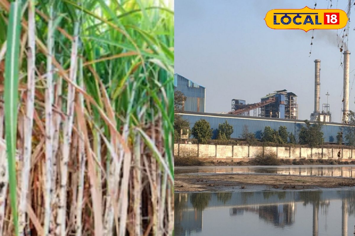 जब देखो तब रहती है फेल! अकेली चीनी मिल के कारण भारी दिक्कत झेल रहे हैं पूर्वी चंपारण के गन्ना किसान, सरकार से लगाई ये गुहार