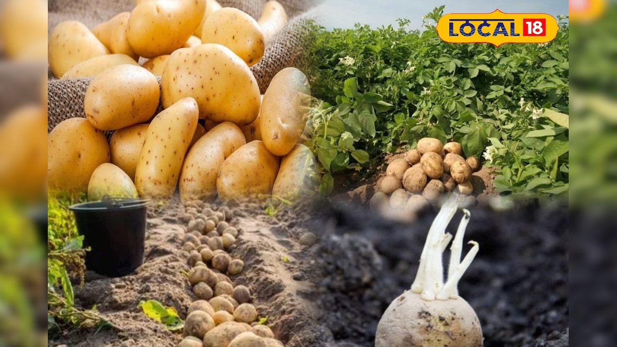 आलू बना किसानों की कमाई का हथियार! ICAR की उन्नत किस्मों से 90 दिनों में बंपर पैदावार, मुनाफा होगा दोगुना