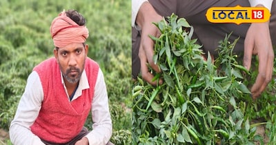 हरी मिर्च की खेती से मालामाल