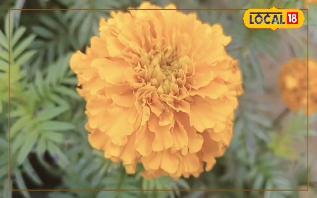 50000 की लागत, 100000 का मुनाफा : गेंदा फूल की खेती से किसान बन रहे हैं मालामाल, जानें ये स्मार्ट तरीका