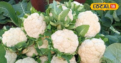 Diamond back moth wreaks havoc on cabbage crops; these home remedies will elimin