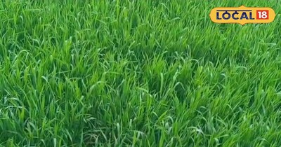 गेहूं की फसल।<br>