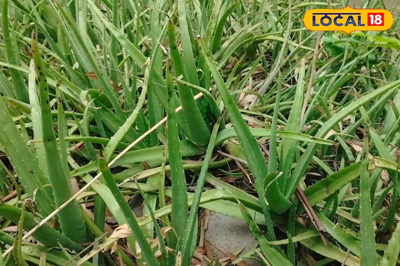 Ayurveda, Nature, Aloe Vera, Plant, Uses, Chaudhary Charan Singh University, Expert, Skin, Fungus, Local-18 Ayurveda, Nature, Aloe Vera, Plant, Uses, Chaudhary Charan Singh University, Expert, Skin, Fungus, Local-18
