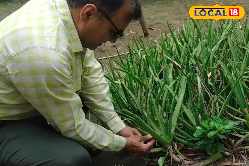 Ayurveda, Nature, Aloe Vera, Plant, Uses, Chaudhary Charan Singh University, Expert, Skin, Fungus, Local-18 Ayurveda, Nature, Aloe Vera, Plant, Uses, Chaudhary Charan Singh University, Expert, Skin, Fungus, Local-18