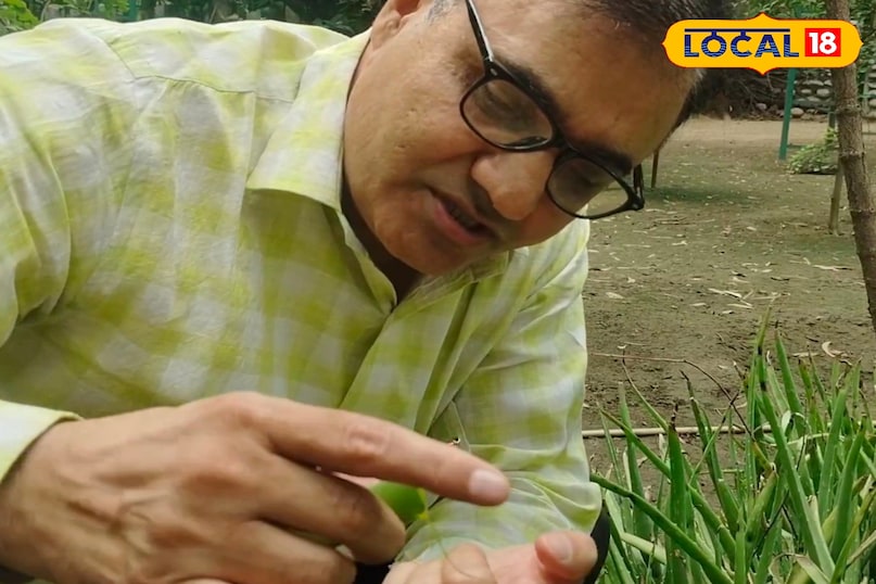 Ayurveda, Nature, Aloe Vera, Plant, Uses, Chaudhary Charan Singh University, Expert, Skin, Fungus, Local-18 Ayurveda, Nature, Aloe Vera, Plant, Uses, Chaudhary Charan Singh University, Expert, Skin, Fungus, Local-18