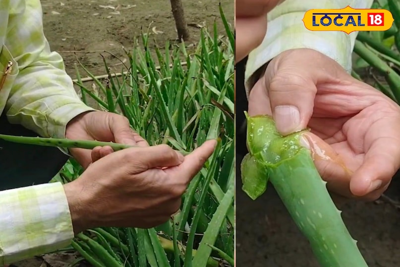 Ayurveda, Nature, Aloe Vera, Plant, Uses, Chaudhary Charan Singh University, Expert, Skin, Fungus, Local-18 Ayurveda, Nature, Aloe Vera, Plant, Uses, Chaudhary Charan Singh University, Expert, Skin, Fungus, Local-18