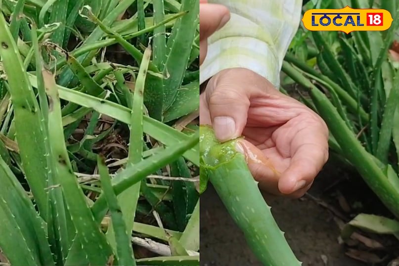 Ayurveda, Nature, Aloe Vera, Plant, Uses, Chaudhary Charan Singh University, Expert, Skin, Fungus, Local-18 Ayurveda, Nature, Aloe Vera, Plant, Uses, Chaudhary Charan Singh University, Expert, Skin, Fungus, Local-18