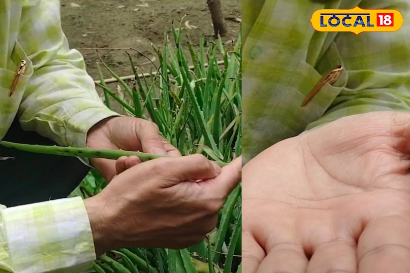 Ayurveda, Nature, Aloe Vera, Plant, Uses, Chaudhary Charan Singh University, Expert, Skin, Fungus, Local-18 Ayurveda, Nature, Aloe Vera, Plant, Uses, Chaudhary Charan Singh University, Expert, Skin, Fungus, Local-18