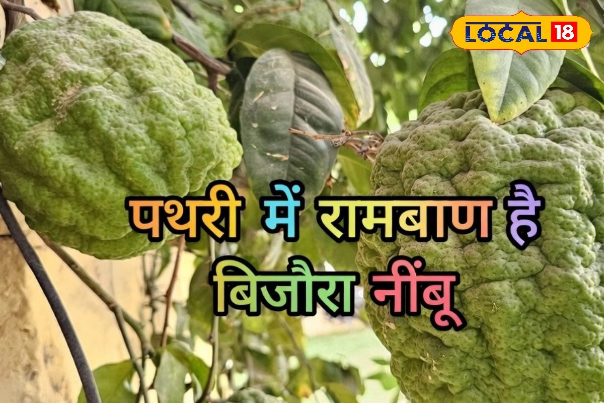 नींबू नहीं सेहत का सुपरहीरो है बिजौरा! पथरी पाचन और इम्युनिटी में रामबाण बाड़मेर में शुरू हुई खेती