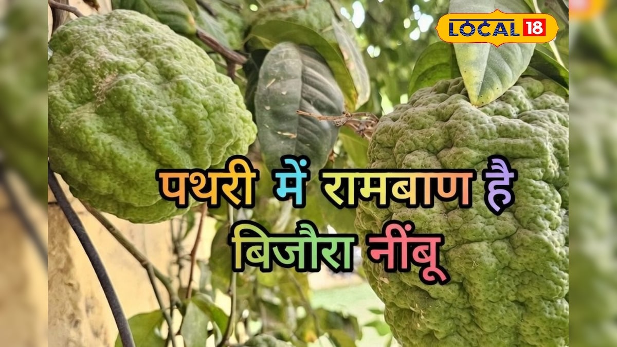 नींबू नहीं, सेहत का सुपरहीरो है बिजौरा! पथरी, पाचन और इम्युनिटी में रामबाण, बाड़मेर में शुरू हुई खेती