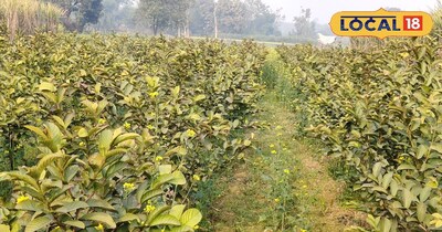 ताइवान पिंक अमरूद की खेती 