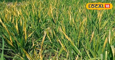 गेंहू की खेती 