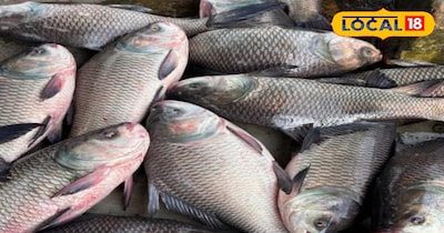 कम लागत, ज्यादा मुनाफा इन नस्ल की मछलियों से मछली पालकों को होगा दोगुना फायदा