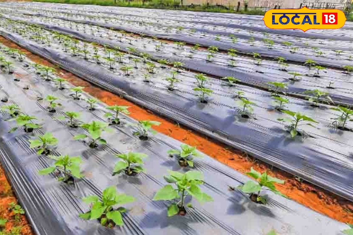 प्लास्टिक मल्चिंग से बदलेगी खेती की तस्वीर सब्सिडी के साथ लागत घटेगी और आमदनी बढ़ेगी