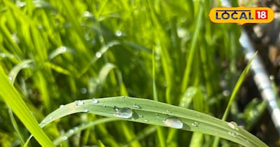 गेहूं पर गिरी ओस के फायदे 