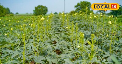 इन वैरायटी की करे खेती 