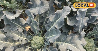  ब्रोकली की खेती 