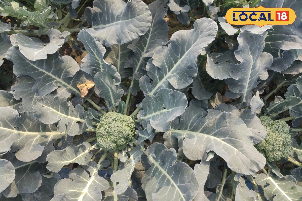 ब्रोकली की खेती ने किया कमाल, समस्तीपुर के किसान कमा रहे हैं तीन गुना मुनाफा