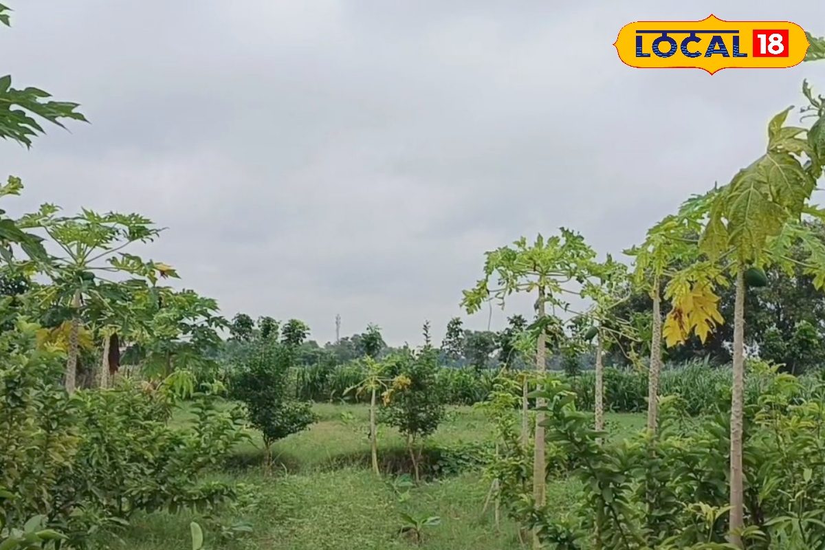 बिहार सरकार पपीता की खेती पर दे भारी छूट, जहानाबाद समेत 22 जिलों में मिलेगा लाभ