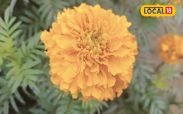 गेंदा के फूलों से भर जाएगा बालकनी का गमला, आजमाएं इसे उगाने के आसान टिप्स