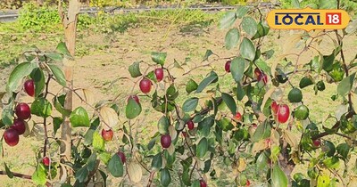 रेड सेंदुरी बैर 