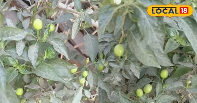 लौंग मिर्च गमले में भी लगाई जा सकती है.