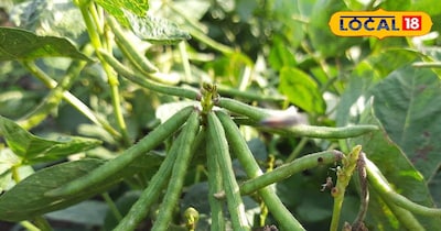 मूंग की फसल 60 से 65 दिनों में तैयार हो जाती है.