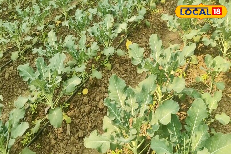 ब्रोकली की खेती के लिए सबसे पहले नर्सरी तैयार करना आवश्यक होता है. बीजों को नर्सरी में बोया जाता है और 25 से 30 दिनों में पौधे तैयार होने पर खेत में रोपाई की जाती है. अच्छी पैदावार के लिए भुरभुरी और जल निकास वाली दोमट मिट्टी सबसे उपयुक्त मानी जाती है.