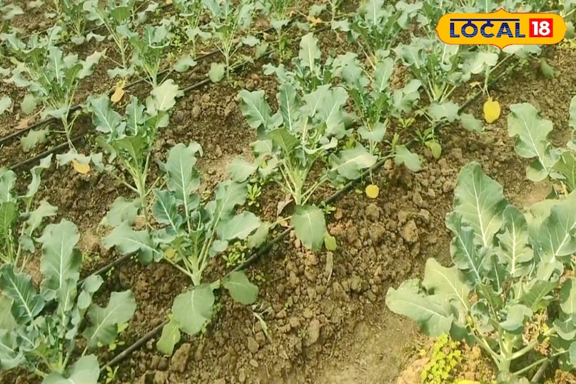 खासकर शहरी और कस्बाई बाजारों में ब्रोकली की कीमत सामान्य सब्जियों की तुलना में अधिक रहती है. होटल, रेस्टोरेंट और स्वास्थ्य के प्रति जागरूक उपभोक्ताओं के बीच इसकी मांग ज्यादा होने से किसानों को बेहतर मुनाफा मिलता है.