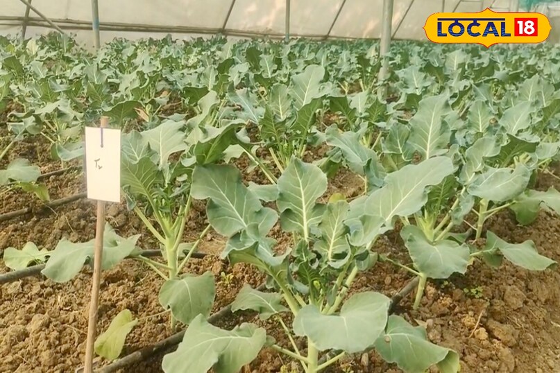 आगे कहा कि ब्रोकली की सबसे बड़ी खासियत यह है कि इसकी खेती किसान साल में चार बार तक कर सकते हैं. कम समय में तैयार होने वाली यह फसल कम लागत में अधिक उत्पादन देने में सक्षम है, जिससे किसानों को लगातार आय का स्रोत मिलता है. 