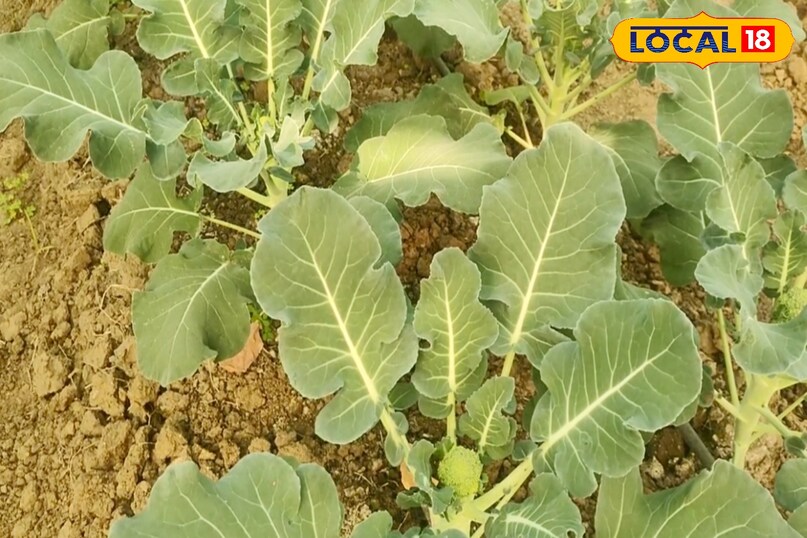 कृषि विशेषज्ञ डॉ. प्रमोद कुमार के अनुसार ब्रोकली को हाईली एंटी-कैंसरस सब्जी माना जाता है. इसमें मौजूद पोषक तत्व कैंसर जैसी गंभीर बीमारियों से बचाव में सहायक होते हैं, जिससे बाजार में इसकी उपयोगिता और मांग दोनों में इजाफा हुआ है.