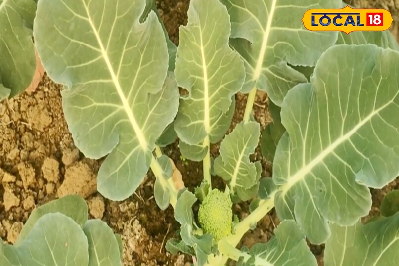 कृषि वैज्ञानिक डॉ० प्रमोद कुमार ने लोकल18 को बताया कि ब्रोकली को पोषण से भरपूर सब्जी माना जाता है. इसमें प्रचुर मात्रा में प्रोटीन, एंटीऑक्सीडेंट और खनिज तत्व पाए जाते हैं, जो शरीर को कई गंभीर बीमारियों से बचाने में सहायक होते हैं. स्वास्थ्य के प्रति बढ़ती जागरूकता के कारण इसकी मांग लगातार बढ़ रही है. 