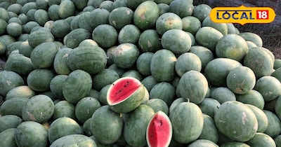 तरबूज के यह ऐसे वेरायटी हैं जिसमें किसानों को अच्छी कमाई हो जाती है.