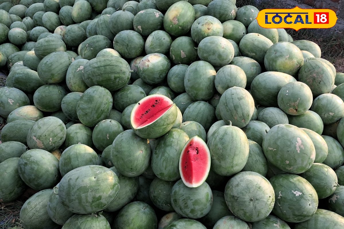 Tarbuj Farming: किसानों के लिए ATM है तरबूज की ये वेयायटी, 70 दिन में बना देगी लखपति, प्रति एकड़ 30 टन उत्पादन