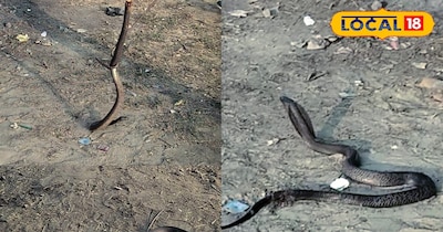 स्कूल में निकला सांप 