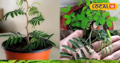 शमी का पौधा