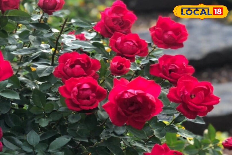 गुलाब की अच्छी पैदावार के लिए दिन का तापमान 25 से 30 डिग्री सेल्सियस उपयुक्त माना जाता है. वहीं बादल छाए रहने पर 18 से 20 डिग्री तापमान जरूरी होता है. अधिक आर्द्रता से फफूंद जनित रोग और कम आर्द्रता से लाल मकड़ी का खतरा बढ़ सकता है, इसलिए संतुलन बनाए रखना जरूरी है.