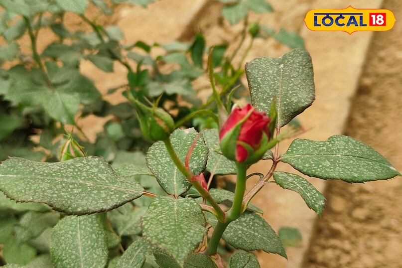 आलू में पोटेशियम और फास्फोरस भरपूर मात्रा में होता है, जो फूलों के विकास के लिए बेहद जरूरी तत्व है. वहीं गुलाब की मिट्टी को हल्का अम्लीय वातावरण पसंद होता है, जिसमें नींबू अहम भूमिका निभाता है.