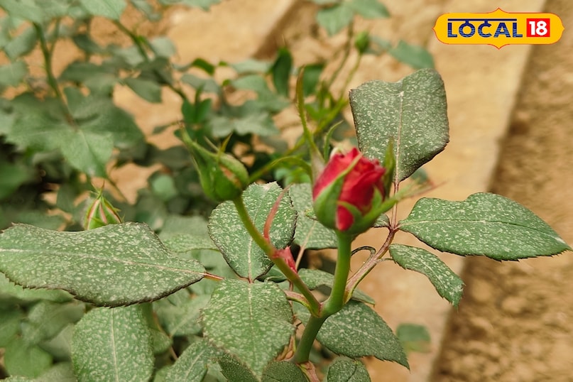 आगे कहा कि इस घोल को बनाने के लिए कच्चे आलू को छिलके समेत कद्दूकस कर पानी में डाल दें और तीन दिनों तक छोड़ दें। दूसरी ओर, नींबू के छिलकों को भी पानी में भिगोकर तीन दिन रखें. तैयार आलू वाले 1 लीटर घोल में केवल 30 मिली नींबू का लिक्विड मिलाएं. 