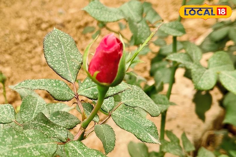 उन्होंने बताया कि इस घोल को सुबह के समय या सूर्य ढलने के बाद ही पौधों में डालें. दोपहर की तेज धूप में फर्टिलाइजर देने से बचें. हर 15 दिनों में एक बार इस प्रक्रिया को दोहराने से गुलाब के पौधे में नई कलियां आने लगेंगी.