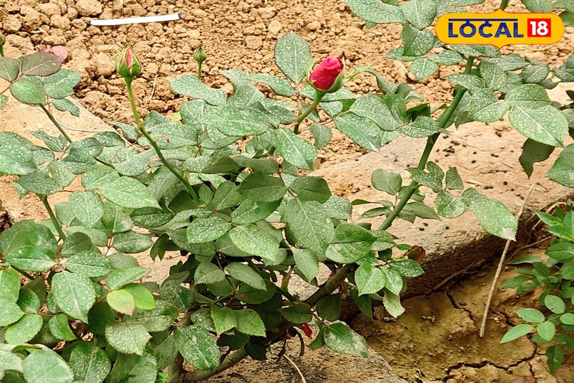 उन्होंने बताया कि आलू और नींबू से तैयार यह जादुई लिक्विड न केवल पौधे की मिट्टी को उपजाऊ बनाता है, बल्कि गुलाब के पौधे में तेजी से कलियां लाने में भी मदद करता है. नियमित इस्तेमाल से पौधा हरा-भरा और स्वस्थ बना रहता है.