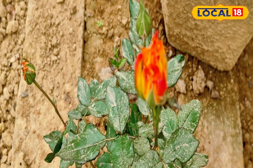 यह घोल खराब नहीं होता, इसलिए आप इसे 15 दिनों तक स्टोर कर सकते हैं. यह मिश्रण न केवल फूलों की संख्या बढ़ाता है, बल्कि उनके रंग की चमक और आकार को भी बेहतर बनाता है.