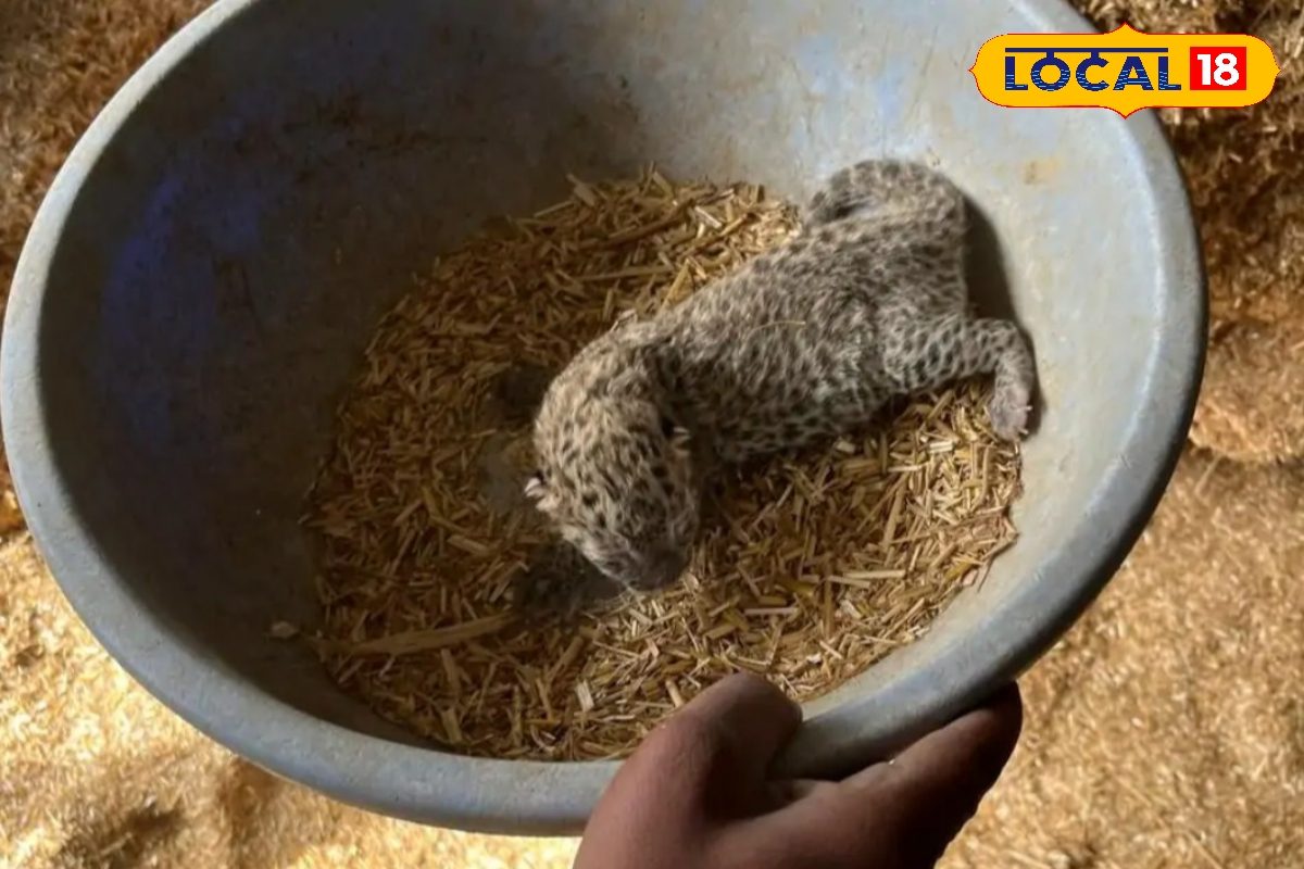 खेत में काम करने पहुंचा किसान अचानक सामने आया पैंथर और शावकों का नजारा आंखें खुली की खुली रह गईं